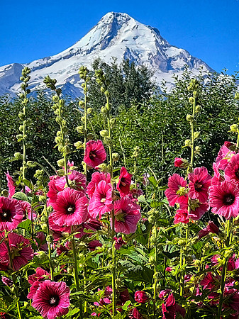 Gladiolas, Mt. Hood, OR