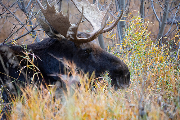 Bull Moose