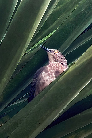Long Billed Thrasher (Nesting in Soaptree Yucca)