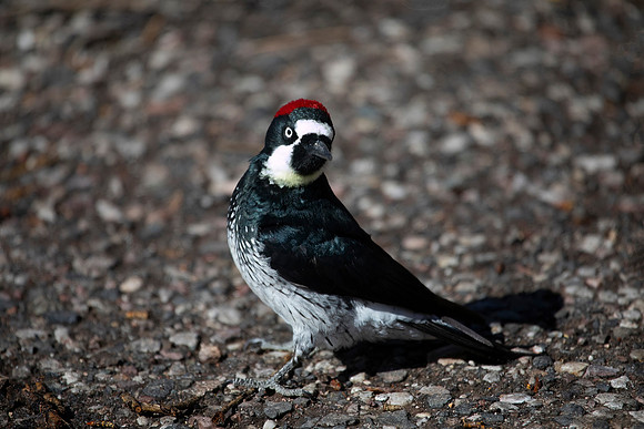 Acorn Woodpecker