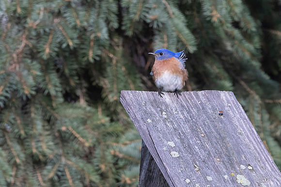 Eastern Bluebird, Male