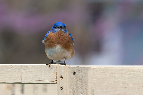 Eastern Bluebird, Male