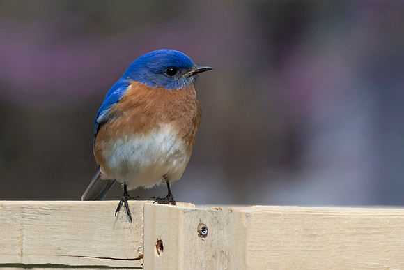 Eastern Bluebird, Male