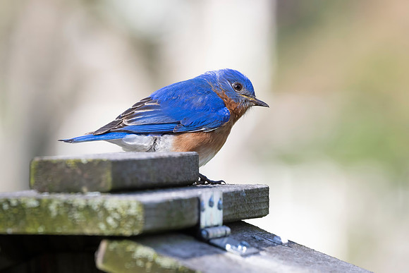 Eastern Bluebird, Male