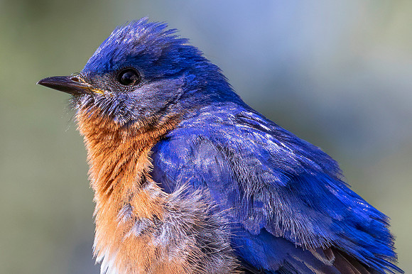 Eastern Bluebird, Male
