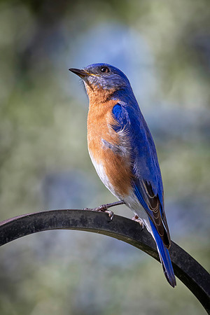 Eastern Bluebird, Male