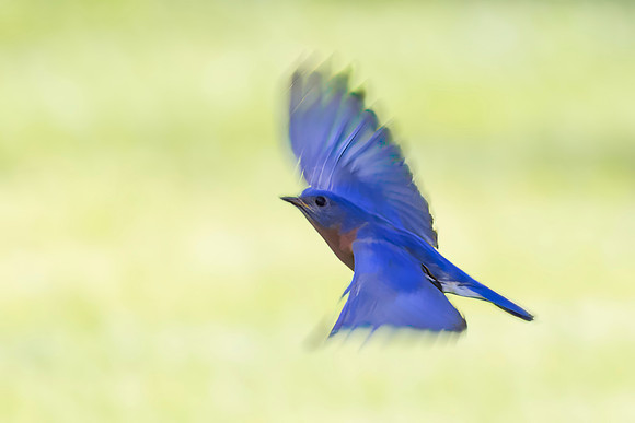 Eastern Bluebird, Male