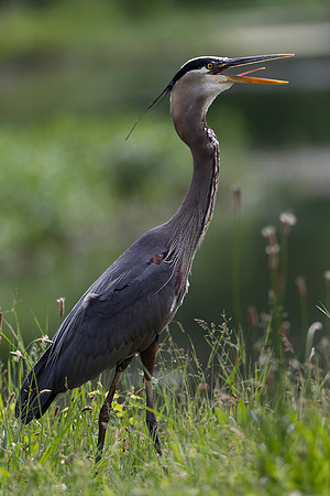 Great Blue Heron