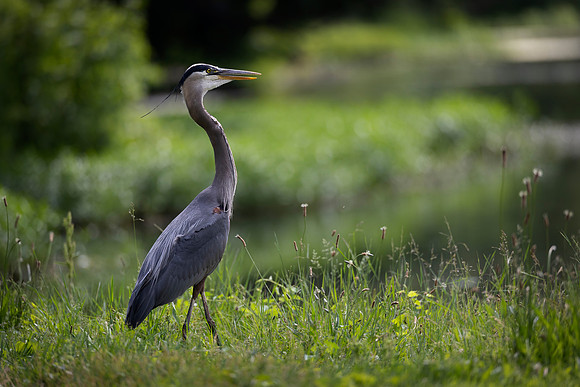 Great Blue Heron