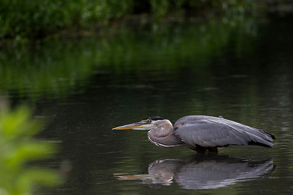 Great Blue Heron