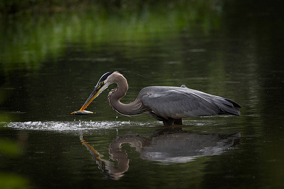 Great Blue Heron