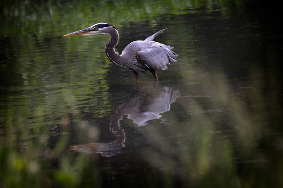 Great Blue Heron