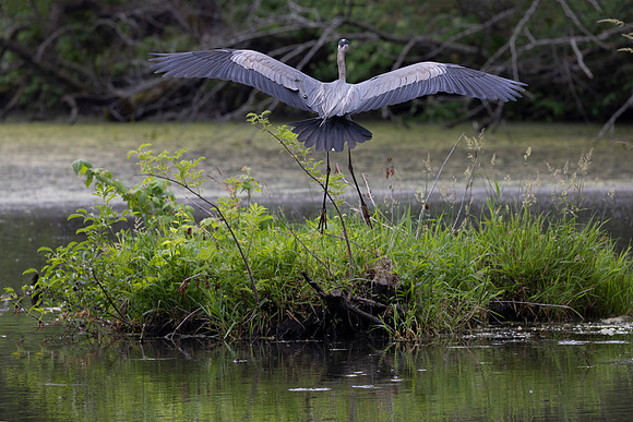 Great Blue Heron