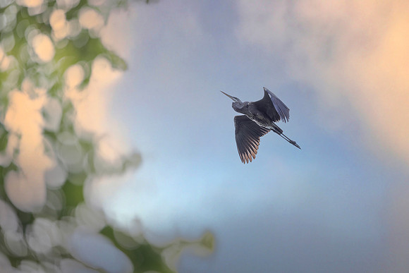 Great Blue Heron