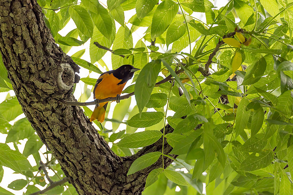 Baltimore Oriole, Male