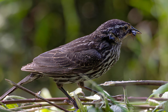 Red-Winged Blackbird, Female
