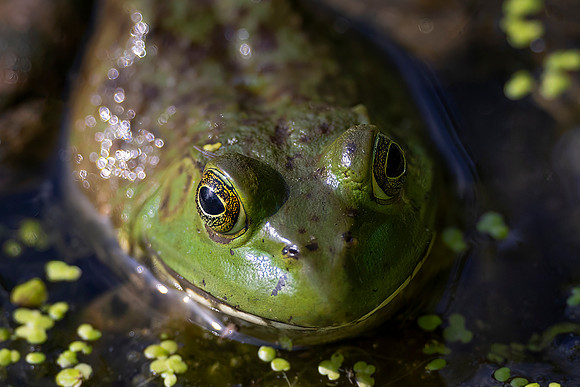 Bullfrog