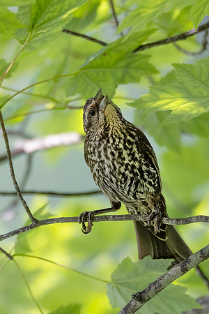 Red-Winged Blackbird, Juvenile