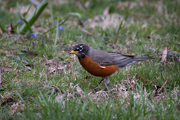 American Robin