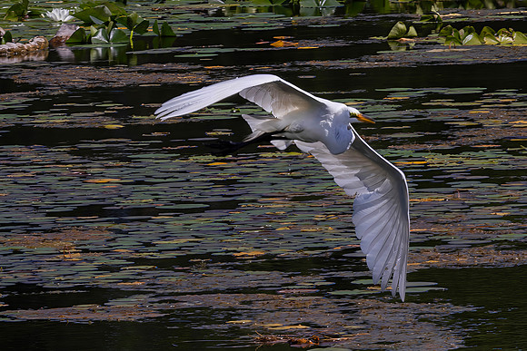Great Egret
