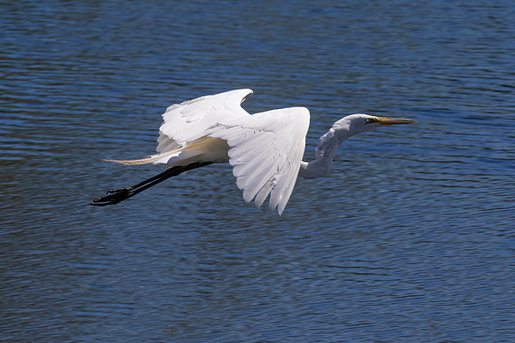 Great Egret