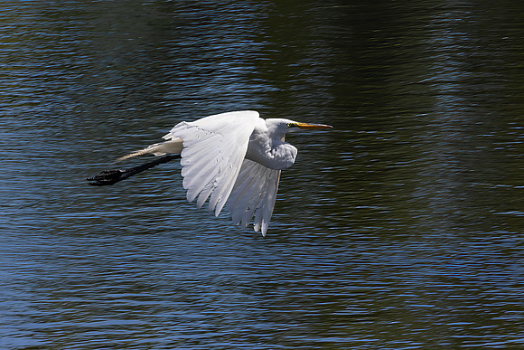 Great Egret