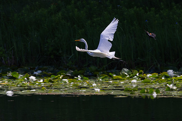Great Egret