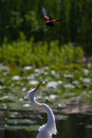 Red-Winged Blackbird Harassing a Great Egret