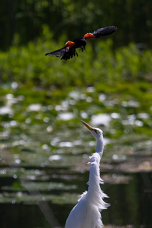 Red-Winged Blackbird Harassing a Great Egret