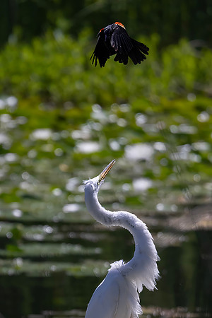 Red-Winged Blackbird Harassing a Great Egret