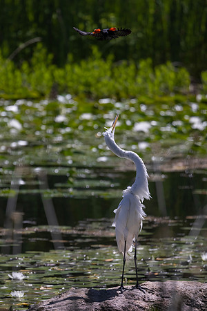 Red-Winged Blackbird Harassing a Great Egret