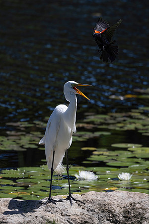 Red-Winged Blackbird Harassing a Great Egret