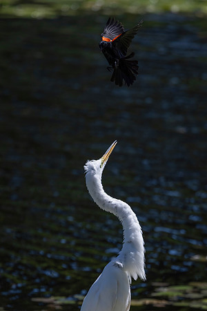 Red-Winged Blackbird Harassing a Great Egret