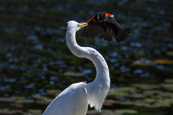 Red-Winged Blackbird Harassing a Great Egret