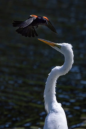 Red-Winged Blackbird Harassing a Great Egret