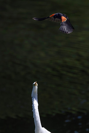 Red-Winged Blackbird Harassing a Great Egret