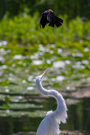 Red-Winged Blackbird Harassing a Great Egret