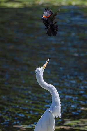 Red-Winged Blackbird Harassing a Great Egret