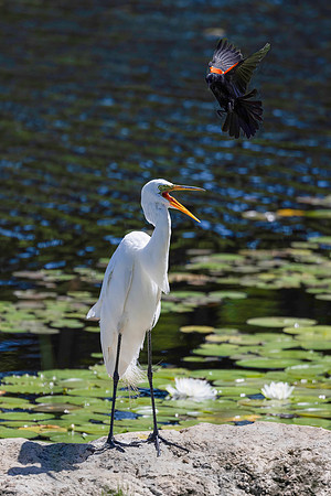 Red-Winged Blackbird Harassing a Great Egret