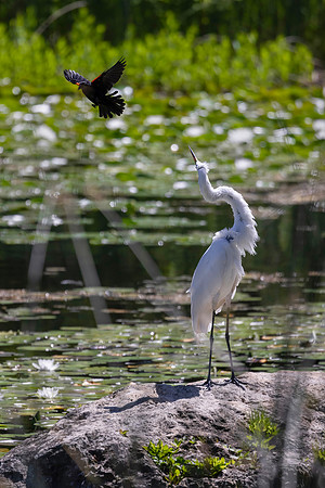 Red-Winged Blackbird Harassing a Great Egret