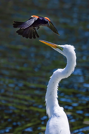 Red-Winged Blackbird Harassing a Great Egret