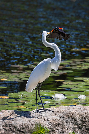 Red-Winged Blackbird Harassing a Great Egret