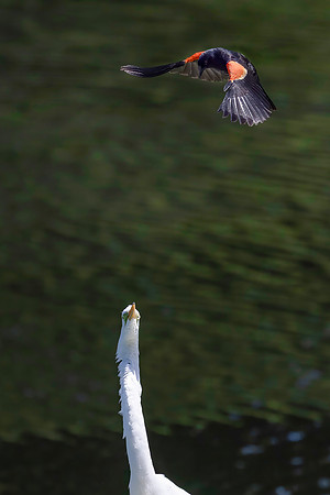 Red-Winged Blackbird Harassing a Great Egret