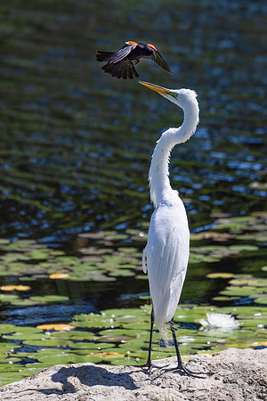 Red-Winged Blackbird Harassing a Great Egret