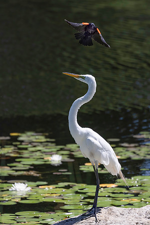Red-Winged Blackbird Harassing a Great Egret