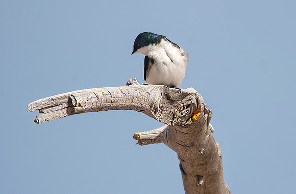 Tree Swallow