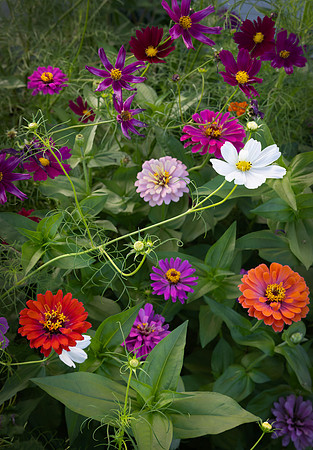 Dahlias on Display, Wasco, IL