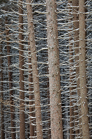 Spruce Forest, Winter, Morton Arboretum, Lisle, IL