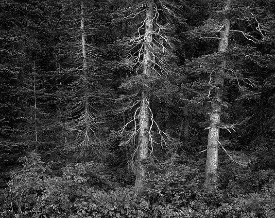 Forest's Edge, Going to the Sun Road, Glacier National Park, MT