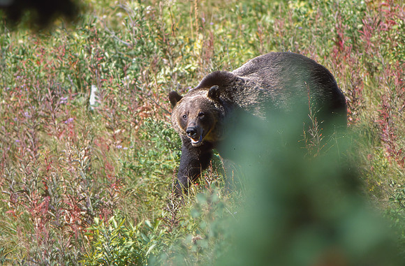 Grizzly Bear, Apakuni Mountain, Glacier National Park, MT